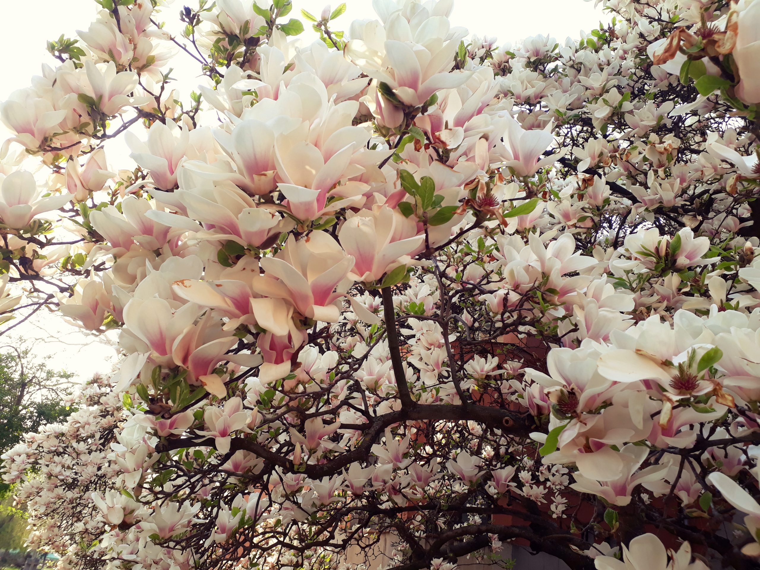 magnolii inflorite